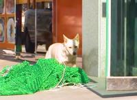 流浪狗成群结队欺负人，男子抓了三只，最后一只为了同伴自投罗网