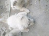 主人搬家三只流浪狗落在小区，狗狗每日苦等，女孩看后一口抱回家