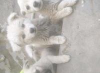 主人搬家三只流浪狗落在小区，狗狗每日苦等，女孩看后一口抱回家