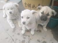 主人搬家三只流浪狗落在小区，狗狗每日苦等，女孩看后一口抱回家