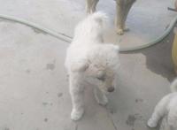 主人搬家三只流浪狗落在小区，狗狗每日苦等，女孩看后一口抱回家