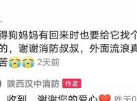 流浪狗妈妈带着宝宝去消防队，离开时忍痛“离开”三只小奶狗！