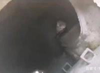 流浪狗妈妈带着宝宝去消防队，离开时忍痛“离开”三只小奶狗！