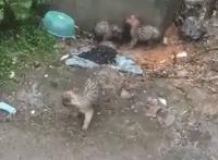 三只流浪狗在外淋雨，浑身湿漉漉，好心人的举动暖心了