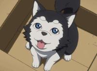 你最想养哪一只？日本动漫中萌化人心的十大“宠物”盘点