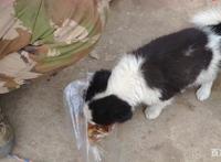 三只流浪狗只是剩一只，送货大叔决定带回看家，得知是边牧很开心