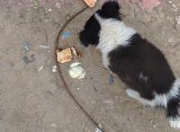 三只流浪狗只是剩一只，送货大叔决定带回看家，得知是边牧很开心