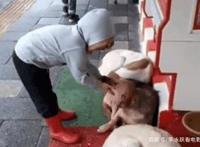 三只流浪狗蜷缩在商店门口睡觉，路过的小女孩看到后……