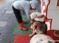 三只流浪狗蜷缩在商店门口睡觉，路过的小女孩看到后……
