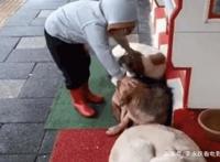 三只流浪狗蜷缩在商店门口睡觉，路过的小女孩看到后……