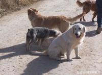 路遇四只流浪狗，三只开心带回家，就剩这只没人敢要