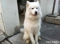 路遇四只流浪狗，三只开心带回家，就剩这只没人敢要