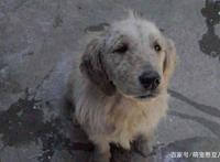 路遇四只流浪狗，三只开心带回家，就剩这只没人敢要