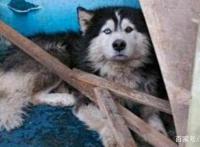 路遇四只流浪狗，三只开心带回家，就剩这只没人敢要