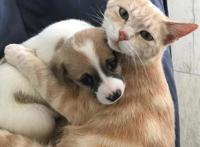 猫咪每天因丧子哭泣，主人带回三只流浪狗，它居然把自己当成狗狗