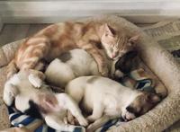 猫咪每天因丧子哭泣，主人带回三只流浪狗，它居然把自己当成狗狗