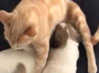 猫咪每天因丧子哭泣，主人带回三只流浪狗，它居然把自己当成狗狗