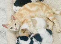 猫咪每天因丧子哭泣，主人带回三只流浪狗，它居然把自己当成狗狗