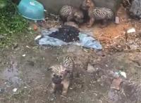 三只流浪狗在外淋雨，浑身湿漉漉，好心人的举动暖心了……