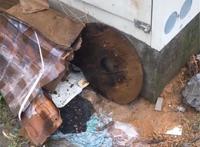 三只流浪狗在外淋雨，浑身湿漉漉，好心人的举动暖心了……