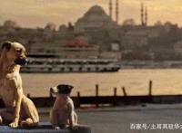 新纪录片《在迷途》速览，跟拍伊斯坦布尔街头的三只流浪狗