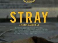 新纪录片《在迷途》速览，跟拍伊斯坦布尔街头的三只流浪狗