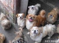 三只流浪狗露宿街头，车站人员为它们做床送温暖，网友：点赞！