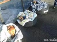 三只流浪狗露宿街头，车站人员为它们做床送温暖，网友：点赞！