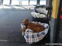 三只流浪狗露宿街头，车站人员为它们做床送温暖，网友：点赞！