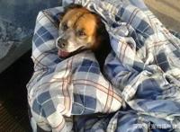 三只流浪狗露宿街头，车站人员为它们做床送温暖，网友：点赞！