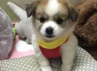 好心收养三只流浪狗，却引来一群谩骂，女孩：后悔收养它们了