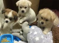 好心收养三只流浪狗，却引来一群谩骂，女孩：后悔收养它们了