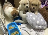 好心收养三只流浪狗，却引来一群谩骂，女孩：后悔收养它们了