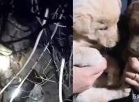 气愤！兰州一高校保安活埋三只奶狗，疑流浪狗伤人有关，现场揪心