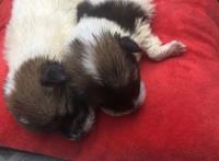 保养车时捡到的三只流浪狗，睁眼后才发现个个都是会动的表情包