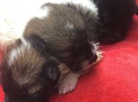 保养车时捡到的三只流浪狗，睁眼后才发现个个都是会动的表情包