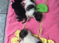 保养车时捡到的三只流浪狗，睁眼后才发现个个都是会动的表情包