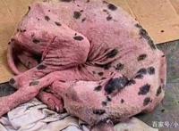 三只流浪狗感受到爱的样子，真的好暖