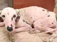 三只流浪狗感受到爱的样子，真的好暖