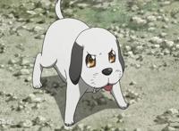 萌犬伴身旁动漫作品十大萌犬盘点