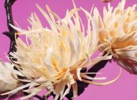 鱼骨手工火了！DIY大佬用十万块鱼骨做出“手办”，一朵花用16条鱼