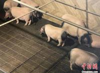 浙江金华火腿牵手“中华熊猫猪”促本土猪种振兴