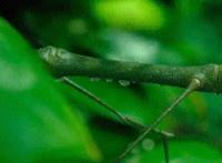 暑假作业出现昆虫类题目，孩子看都不要看就拒绝？这样处理就对了