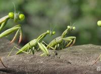 自成一派的电影《昆虫总动员2》，小清新到让人不敢承认！