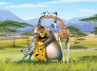 马达加斯加：从鲁莽的狮子身上，我们能看到勇往直前的品格