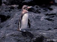 为何马达加斯加没有企鹅而赤道上却有？因为寒流和暖流的不同作用