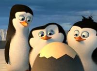 超萌四贱客！马达加斯加的企鹅