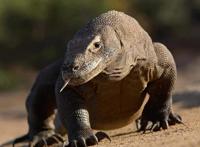 动漫推荐：这部日本动漫比动物城还疯狂，巨蜥和狼也可以繁衍后代