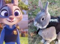 疯狂动物城角色穿越到现实生活后，朱迪萌化人心，牛局长超搞笑