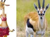 当《疯狂动物城》来到了真实的世界，朱迪萌化人心，闪电傻得可爱